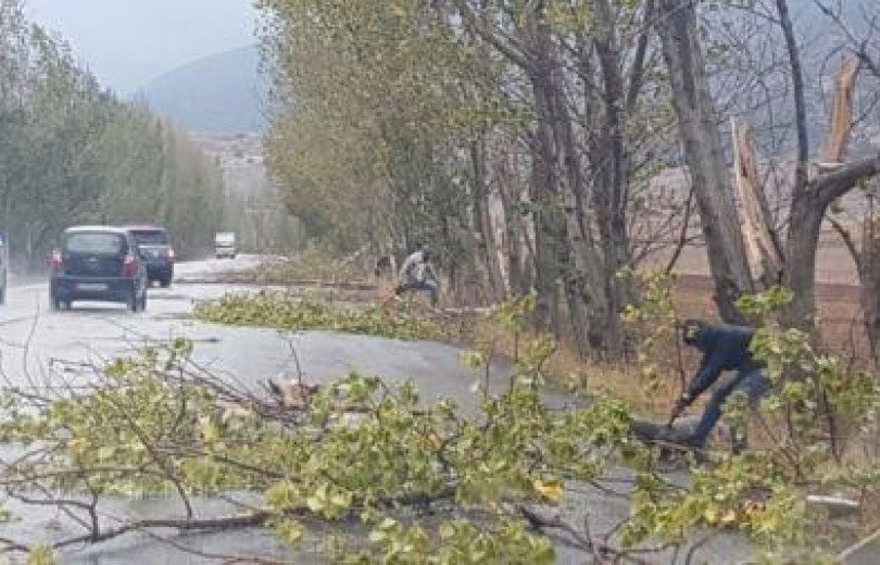 رئيس بلدية عميق لوزارة الزراعة: اسمحوا لنا بتشحيل الأشجار والتخلص من لعنتها