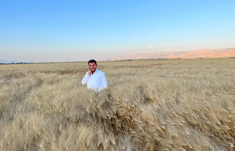 شومان: لمكافحة حشرة السونا..