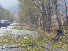 رئيس بلدية عميق لوزارة الزراعة: اسمحوا لنا بتشحيل الأشجار والتخلص من لعنتها