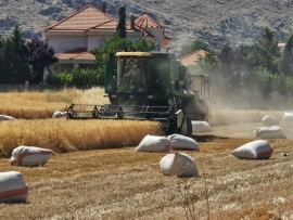 مزارعو القمح يطالبون بوقف دعم القمح المستورد والتهريب إلى سوريا